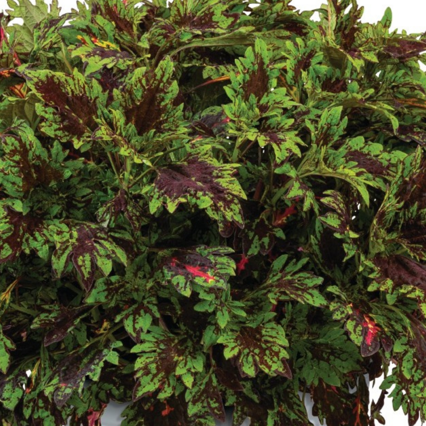 Coleus 'Main Street'