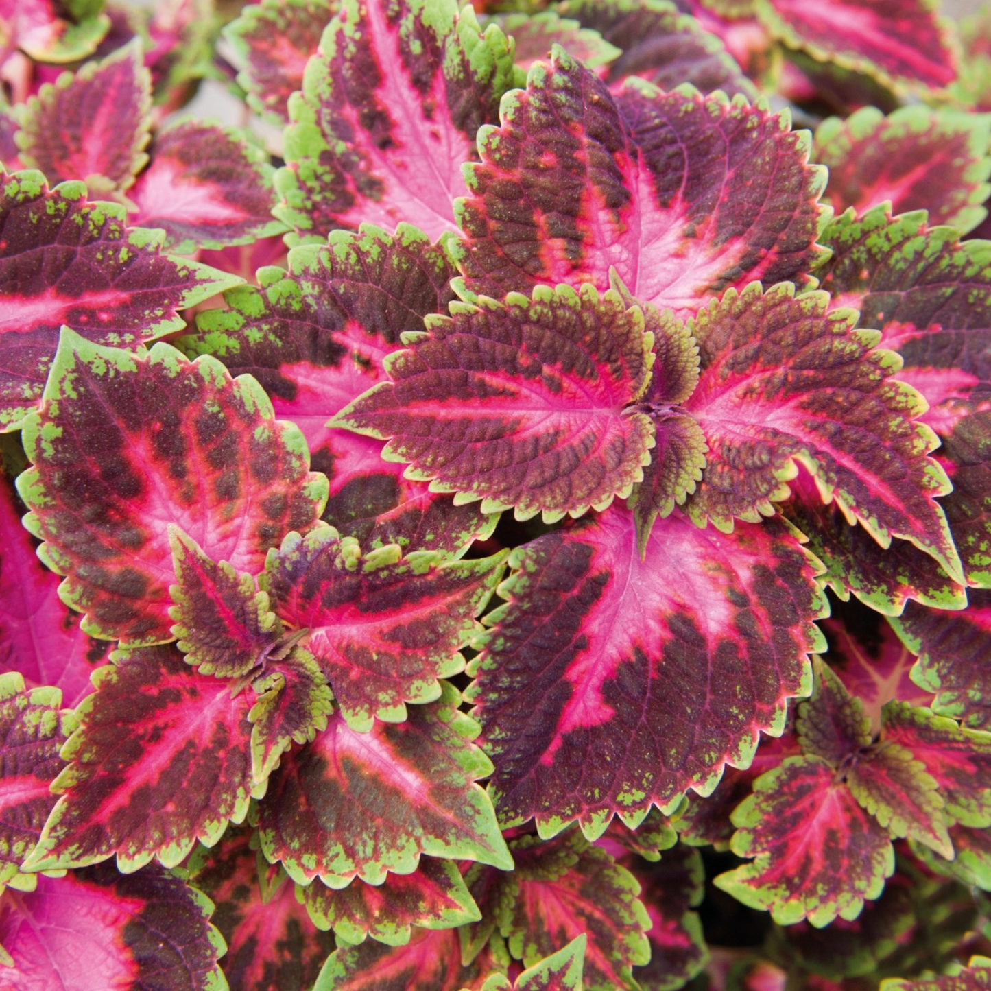Coleus 'Main Street'