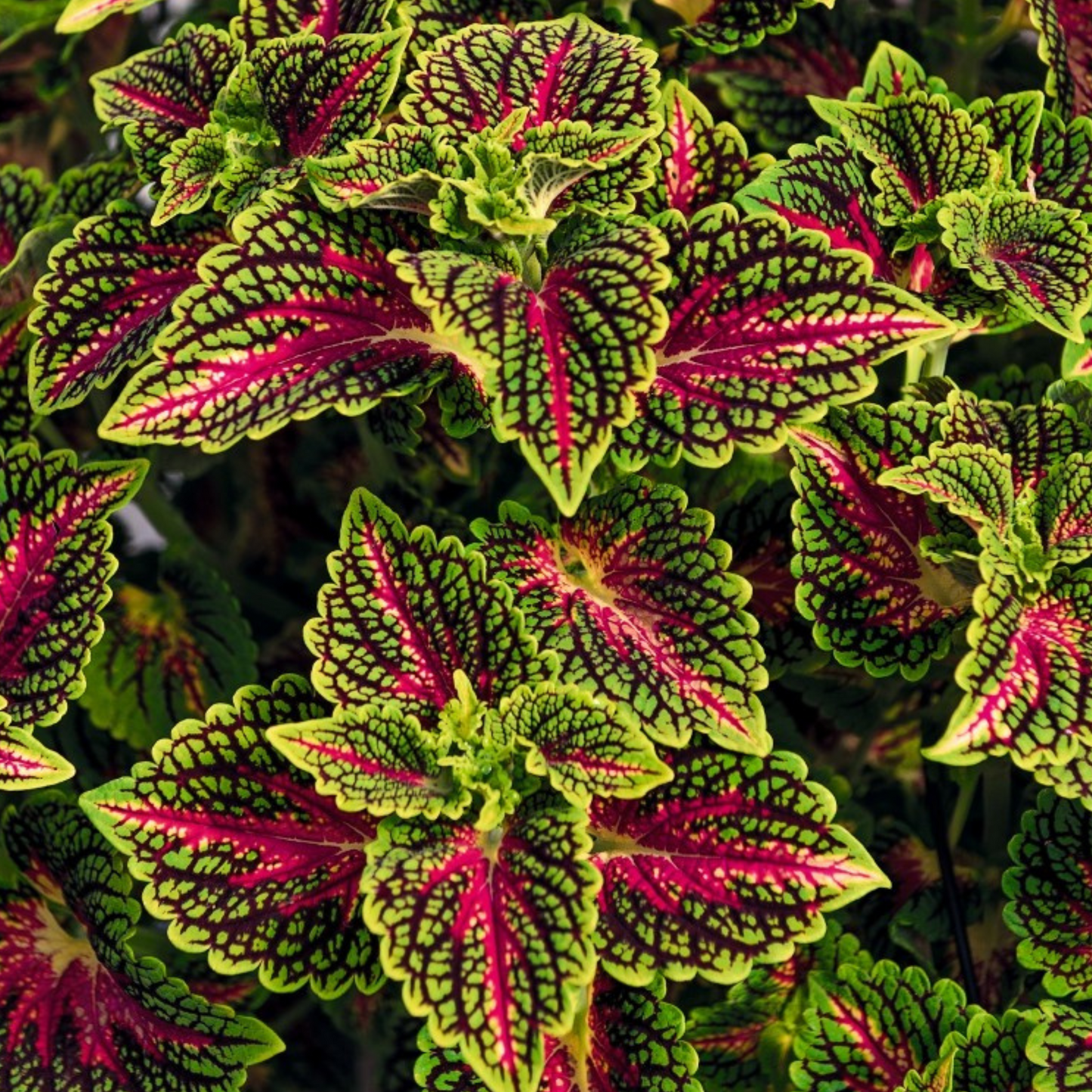Coleus 'Main Street'