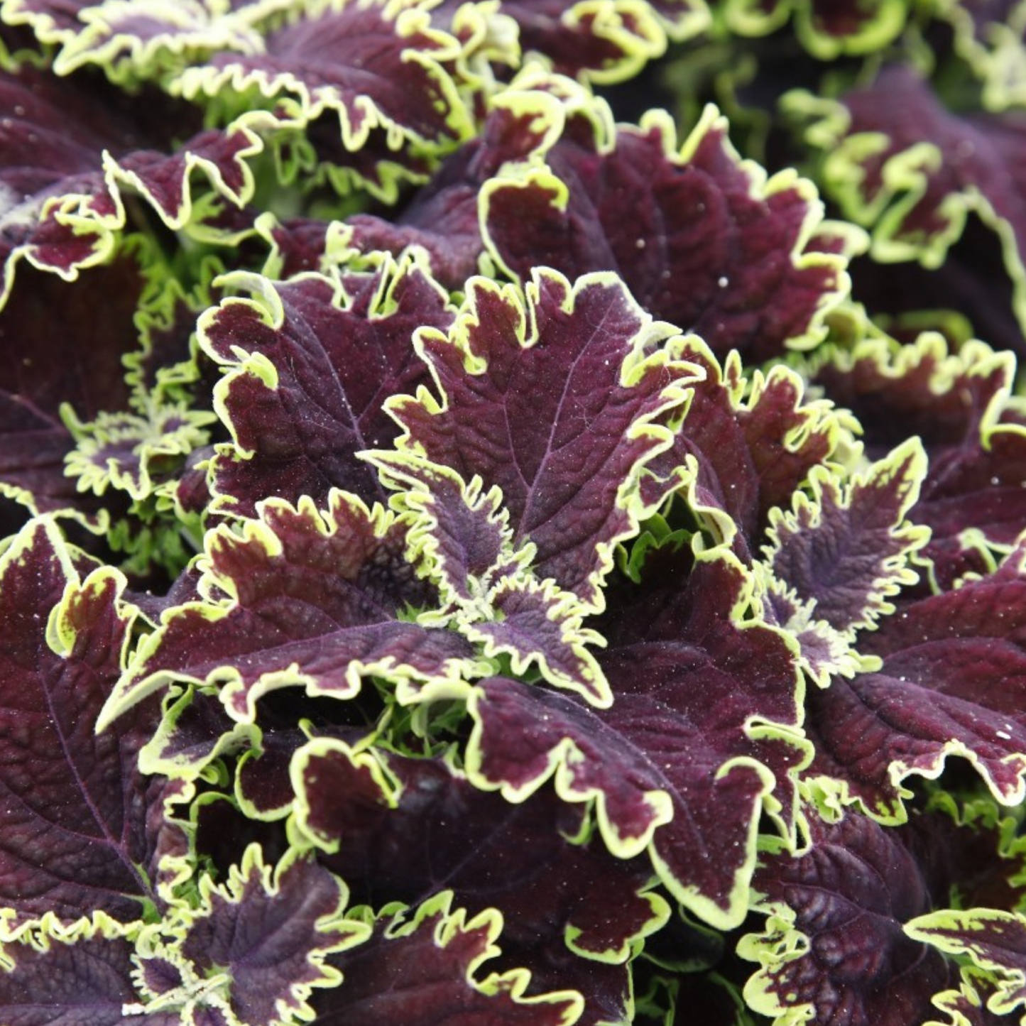 Coleus 'Main Street'