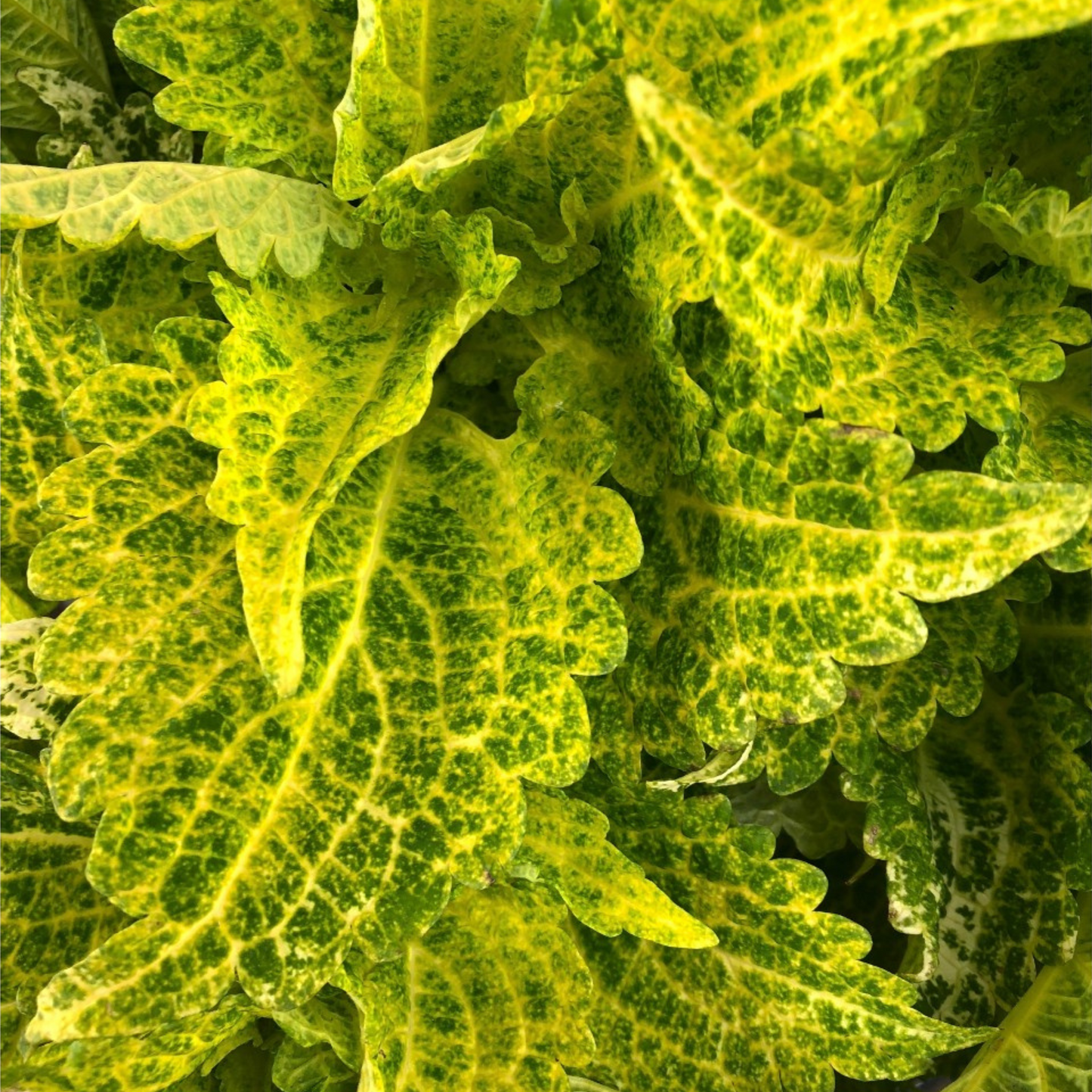 Coleus 'Main Street'
