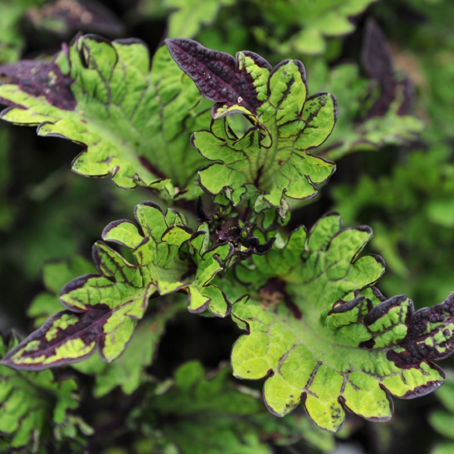 Coleus 'Main Street'