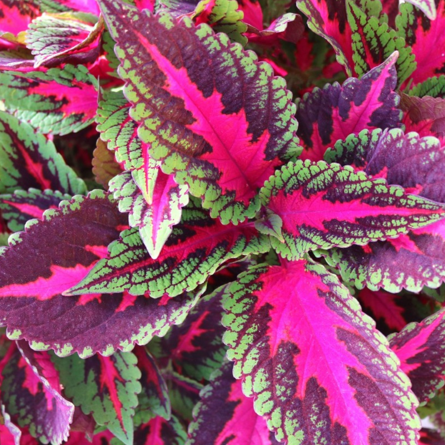 Coleus 'Main Street'