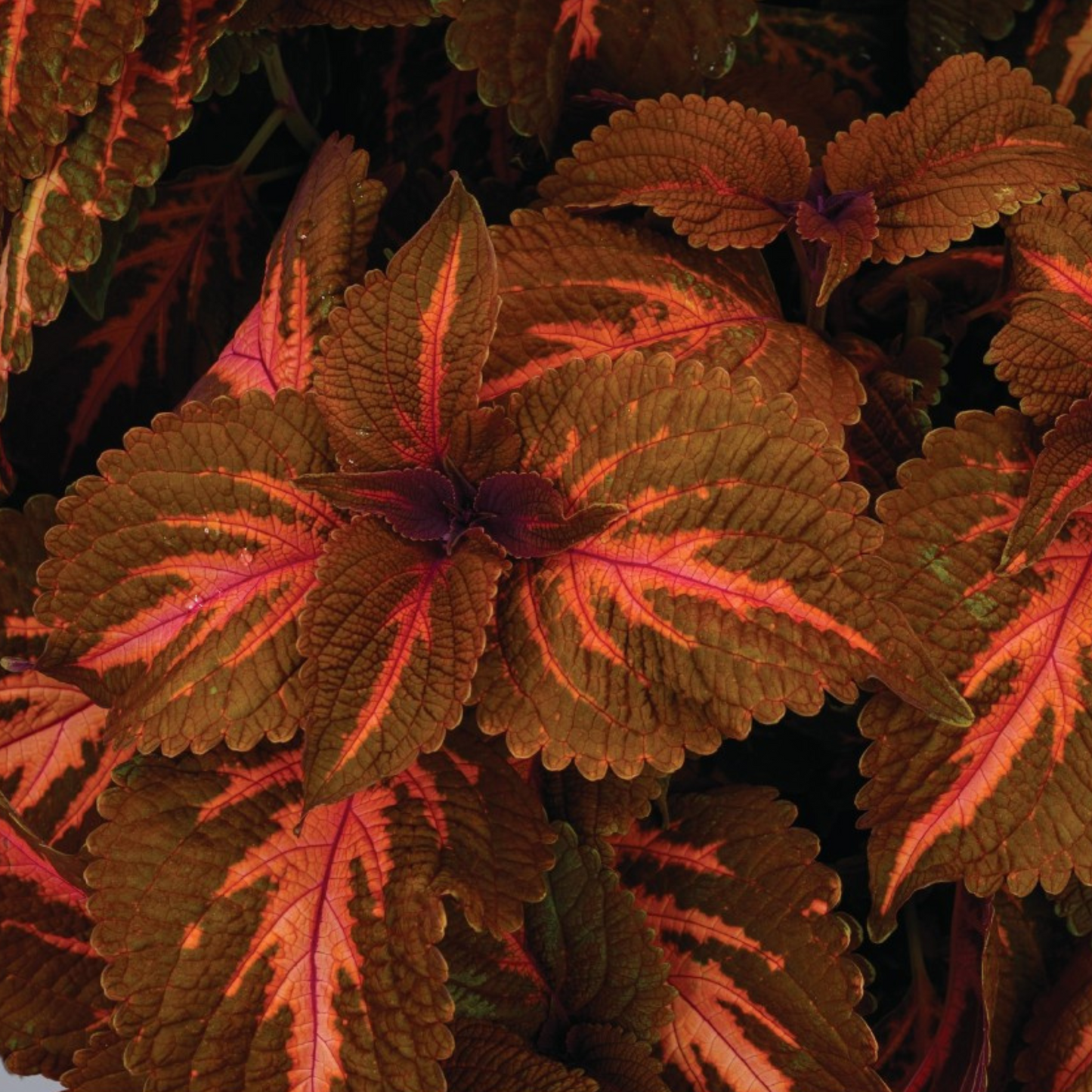 Coleus 'Main Street'