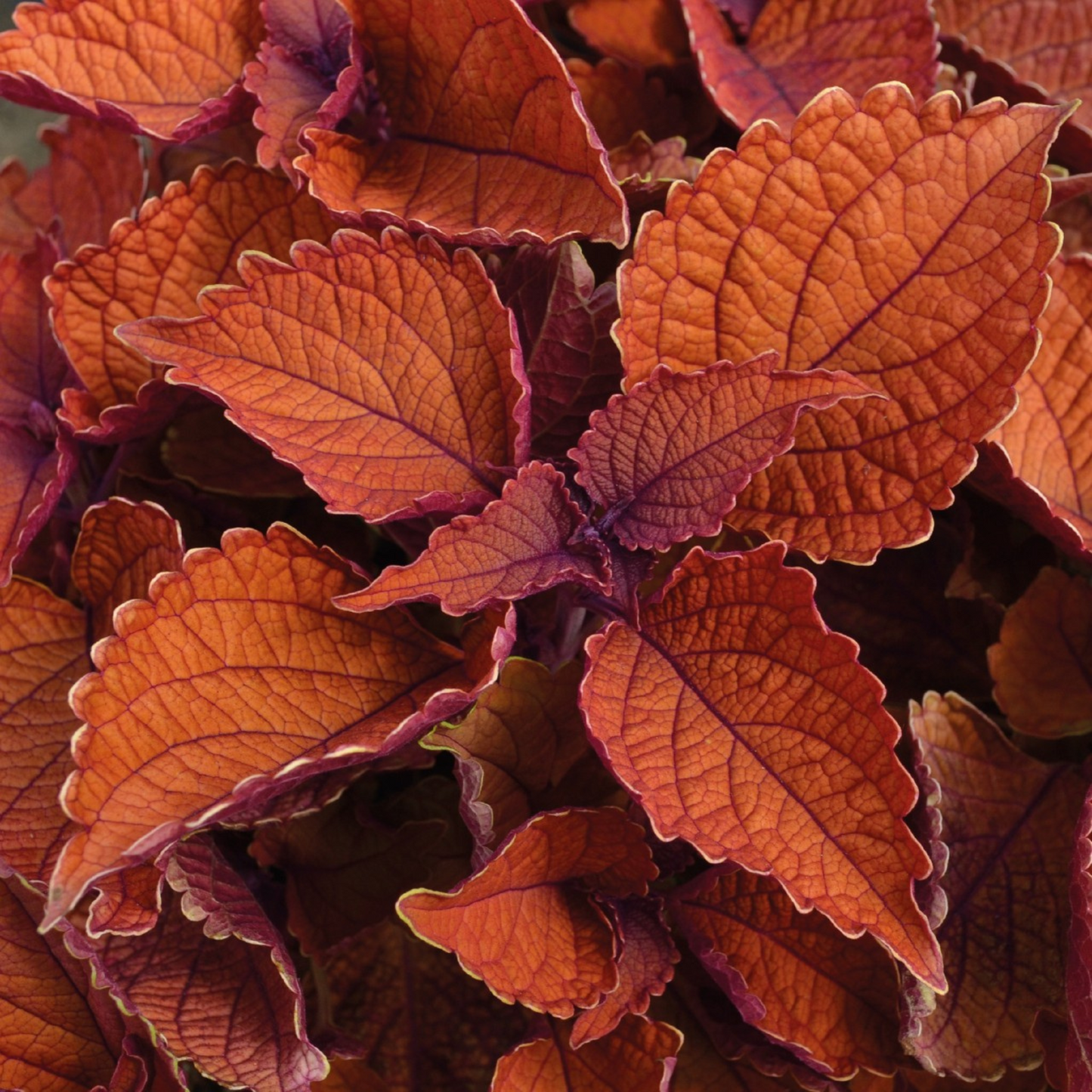 Coleus 'Main Street'