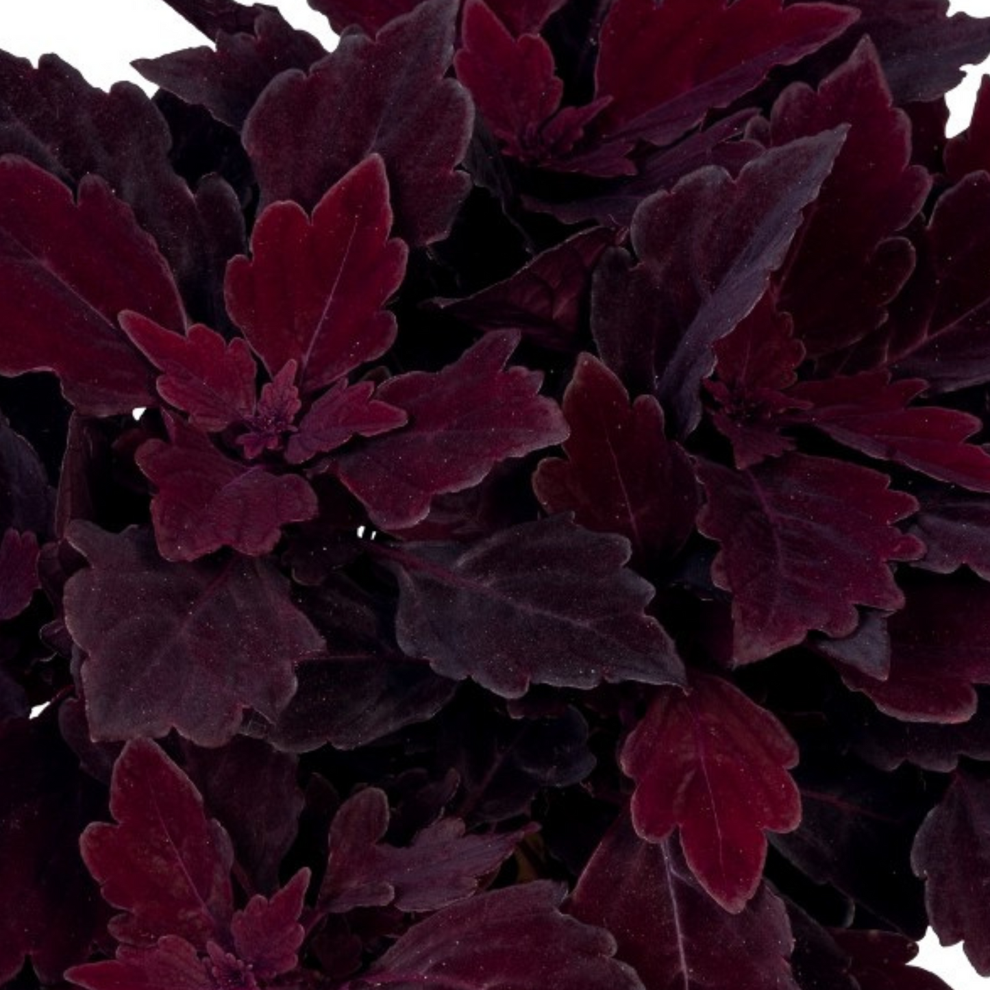 Coleus 'Main Street'