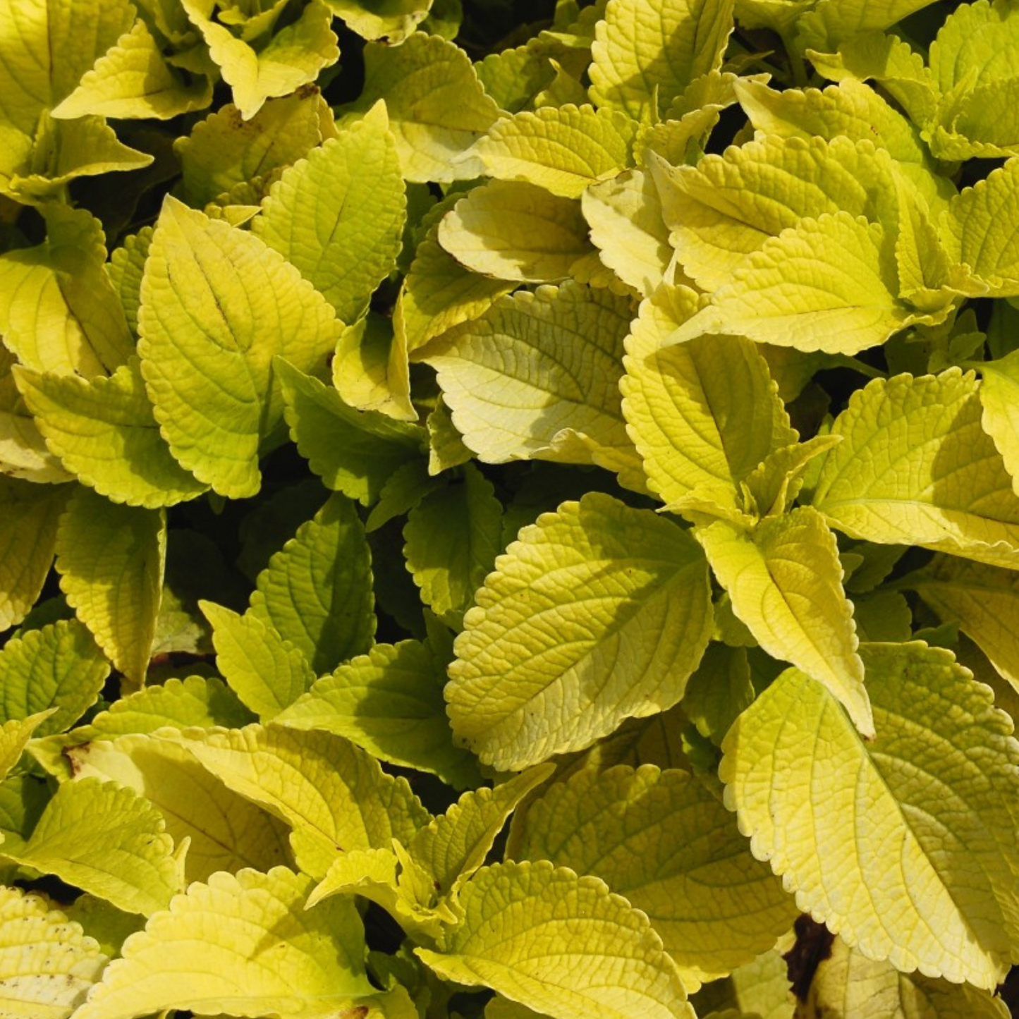 Coleus 'Stained Glasswork'