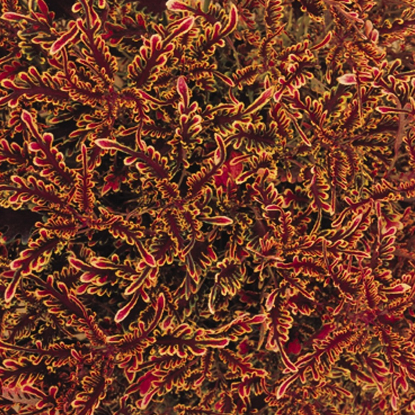 Coleus 'Stained Glasswork'