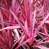 Cordyline 'Paso Doble'