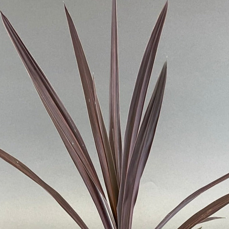Cordyline 'Red Sensation'