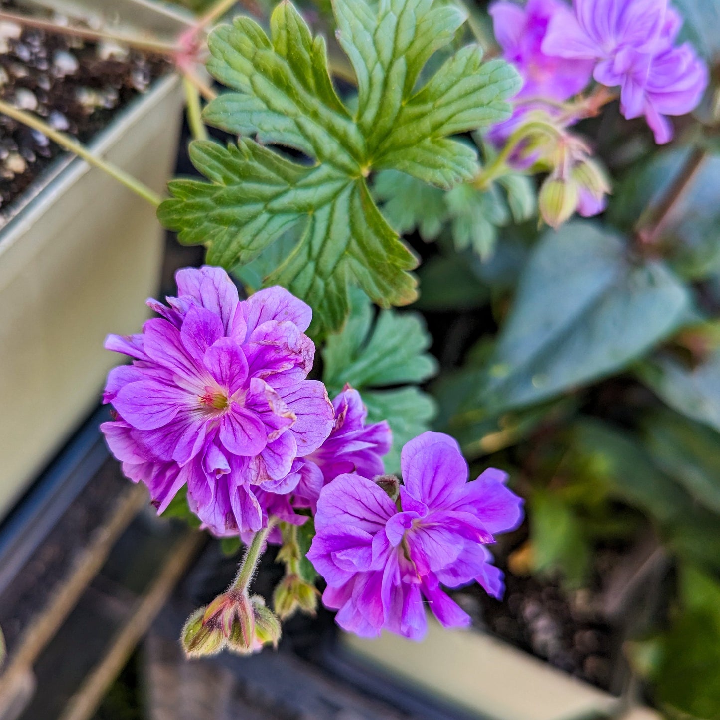 Himalayan Cranesbill Geranium