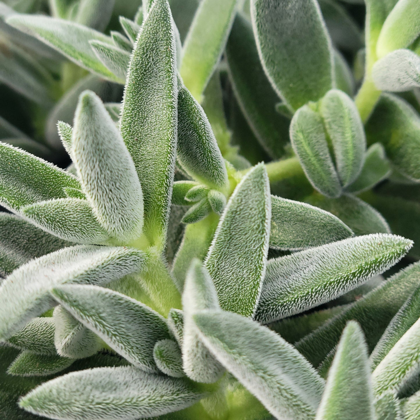 Crassula Tarantula