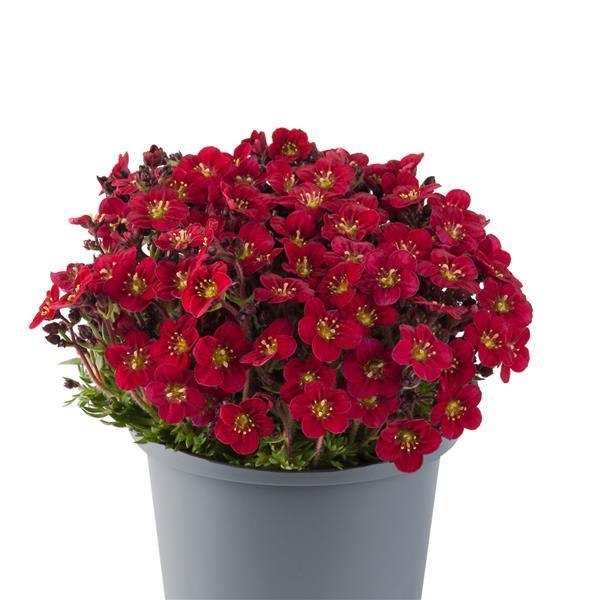 Creeping Rockfoil 'Marto™'