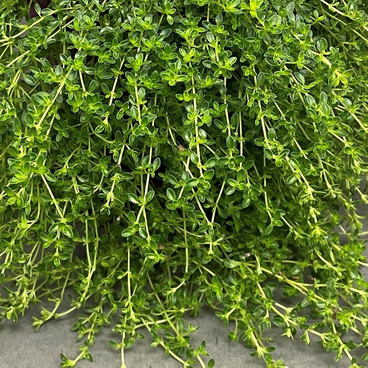 Thyme 'Creeping'