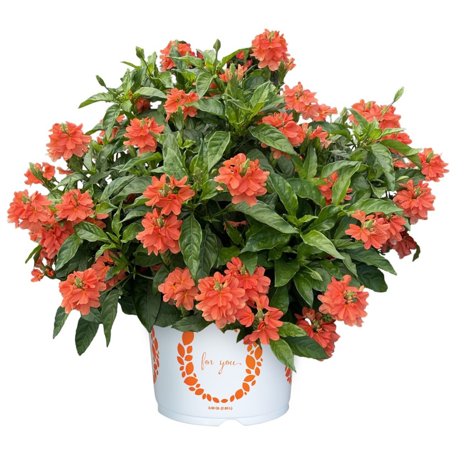 Crossandra 'Firecracker Flower'