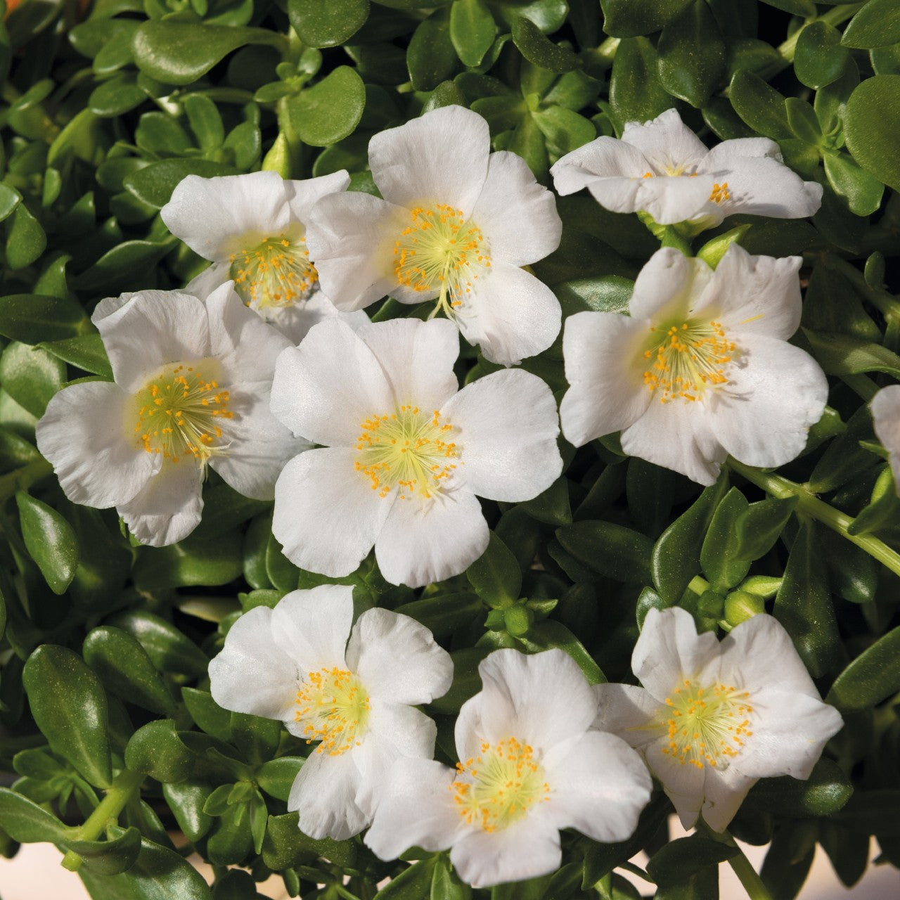 Portulaca 'Cupcake'