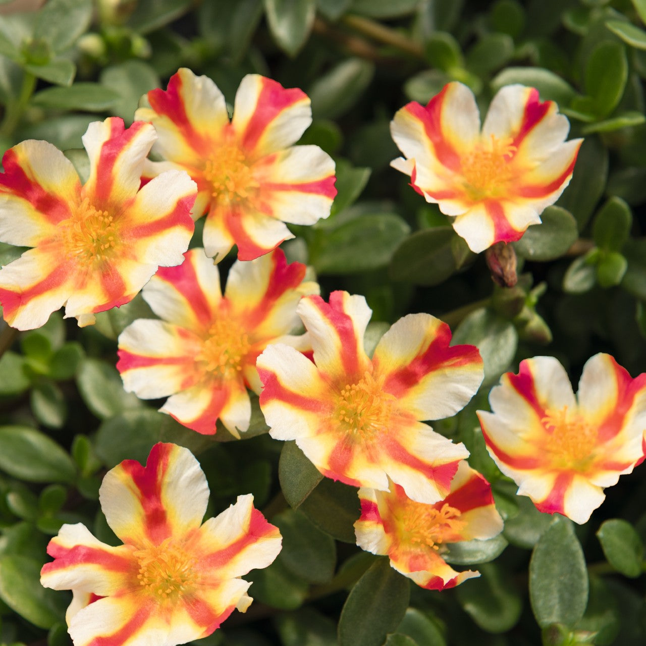 Portulaca 'Cupcake'