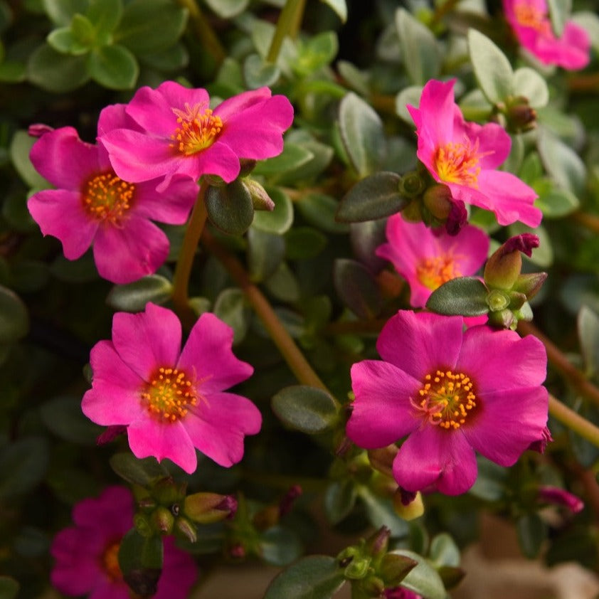 Portulaca 'Cupcake'