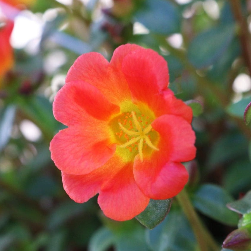 Portulaca 'Cupcake'