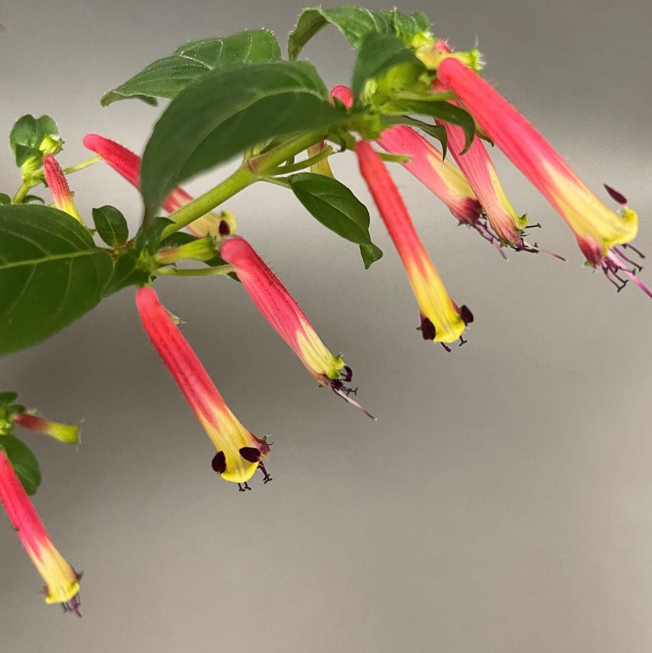 Cuphea
