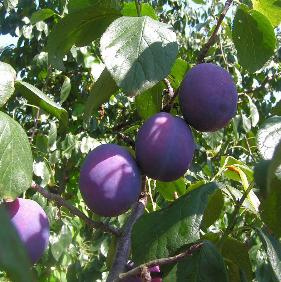 Plum 'Combination'