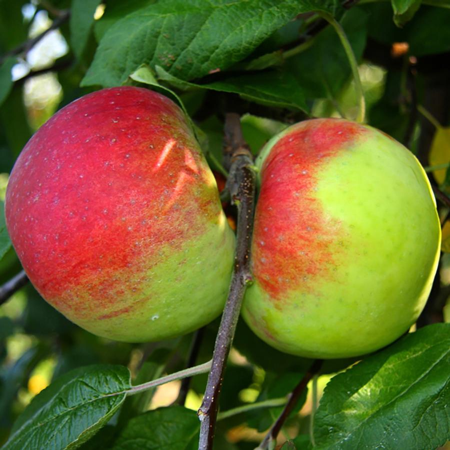 Apple 'Cortland'