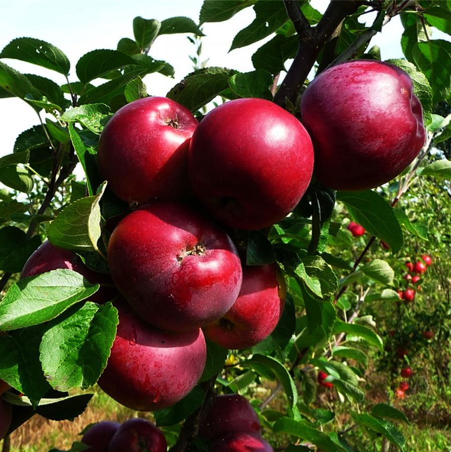 Apple 'Spartan'