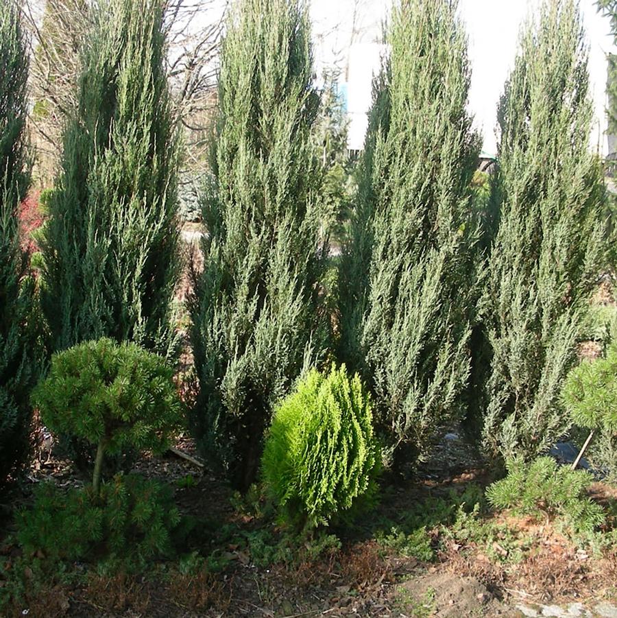 Juniper 'Blue Arrow'