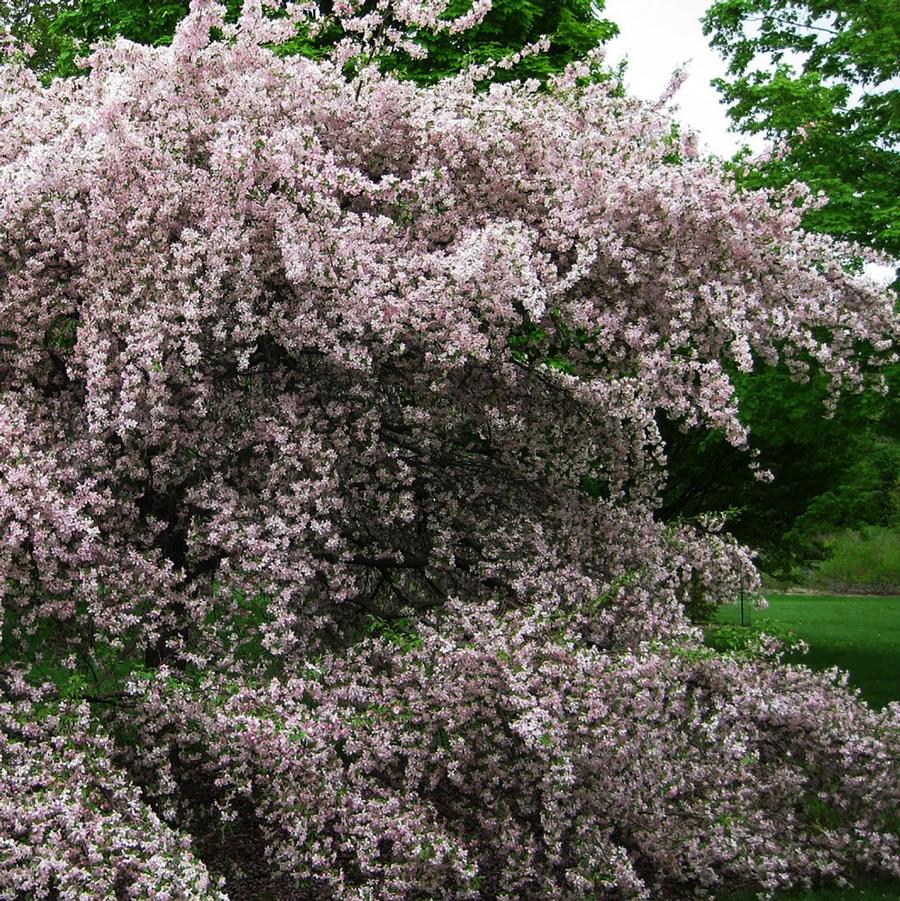 Flowering Crab 'Louisa'