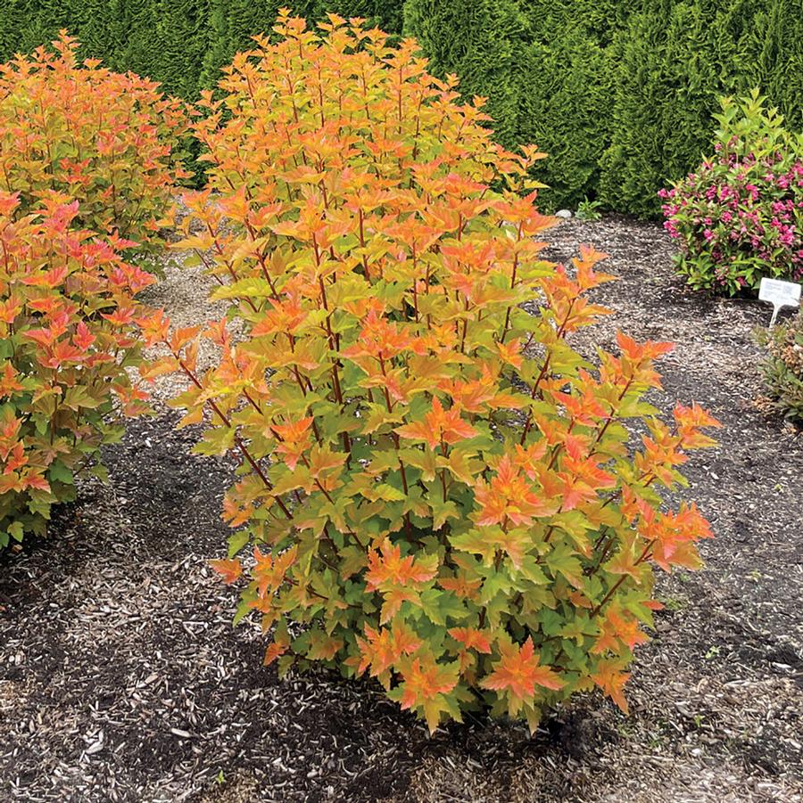 Ninebark 'Savannah Sunset'