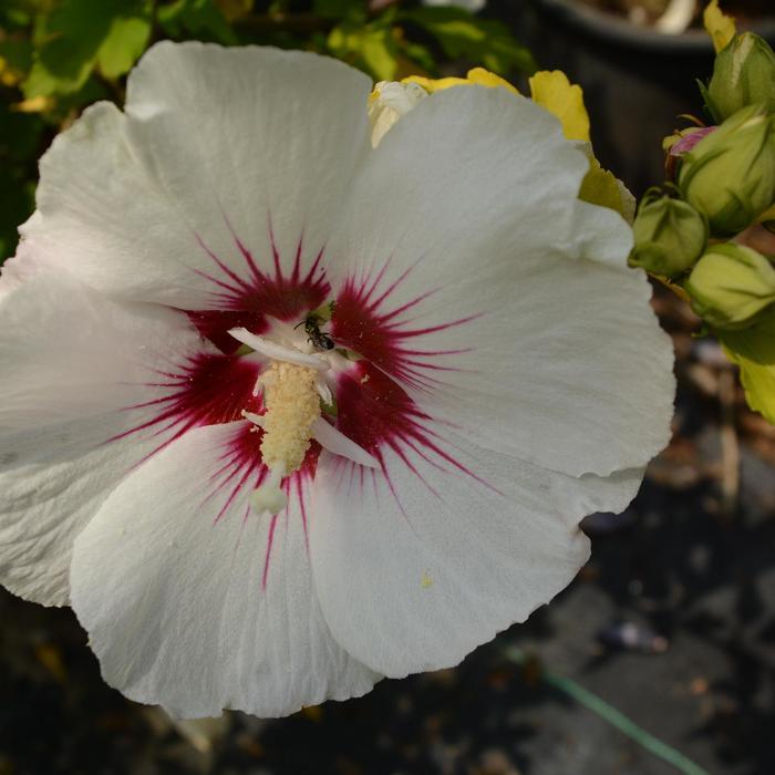Rose of Sharon 'Red Heart'