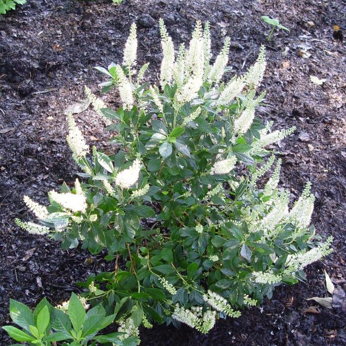 Summersweet 'Hummingbird'