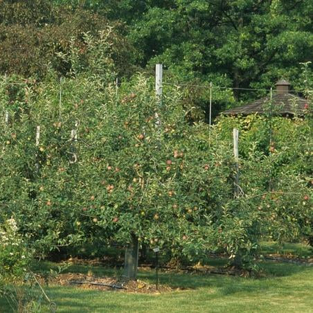 Apple 'Empire'