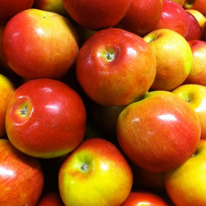 Apple 'McIntosh'