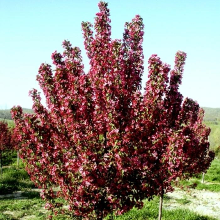 Flowering Crab 'Robinson'