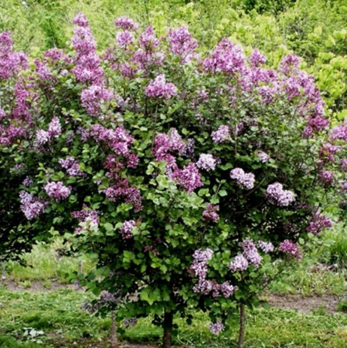 Lilac 'Dwarf Korean'