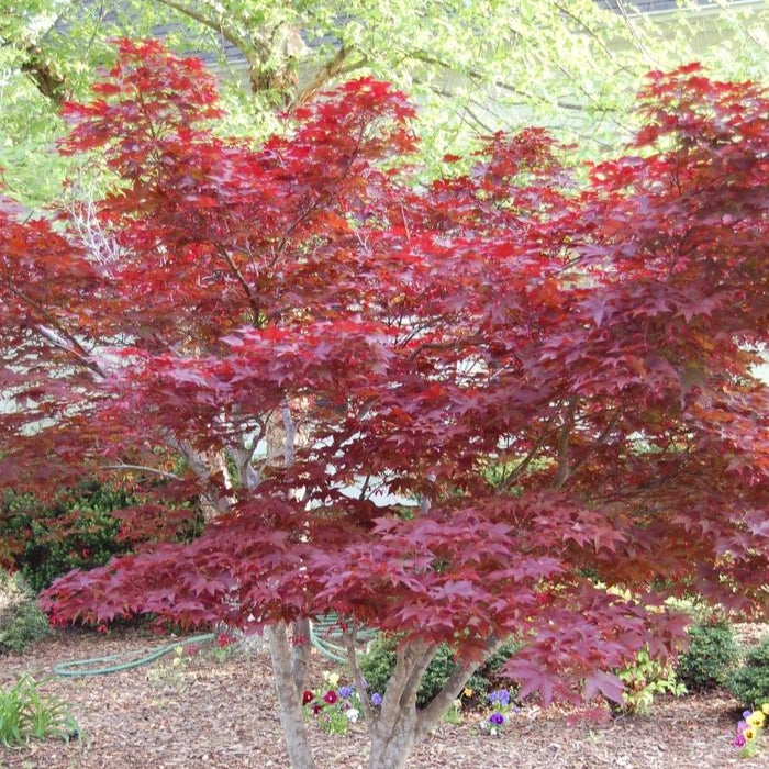 Maple 'Japanese Bloodgood'