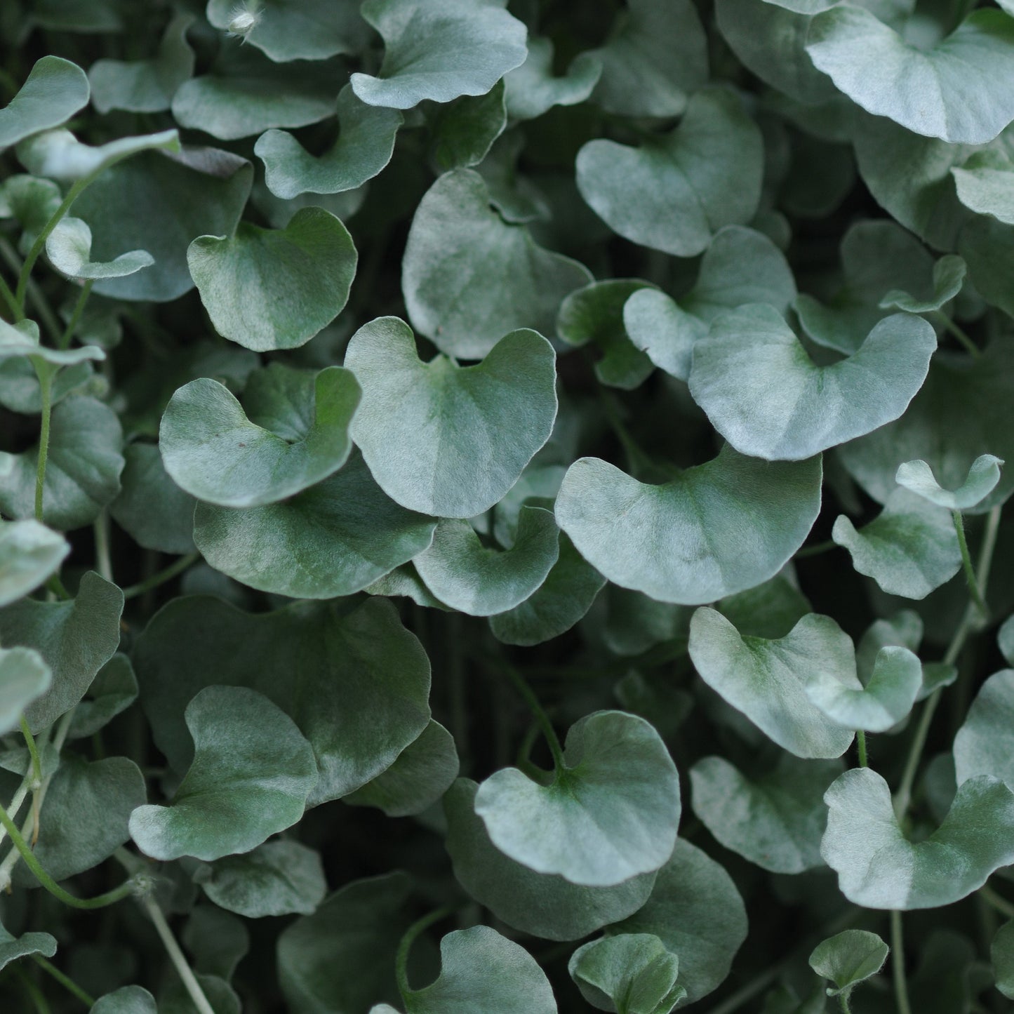 Dichondra
