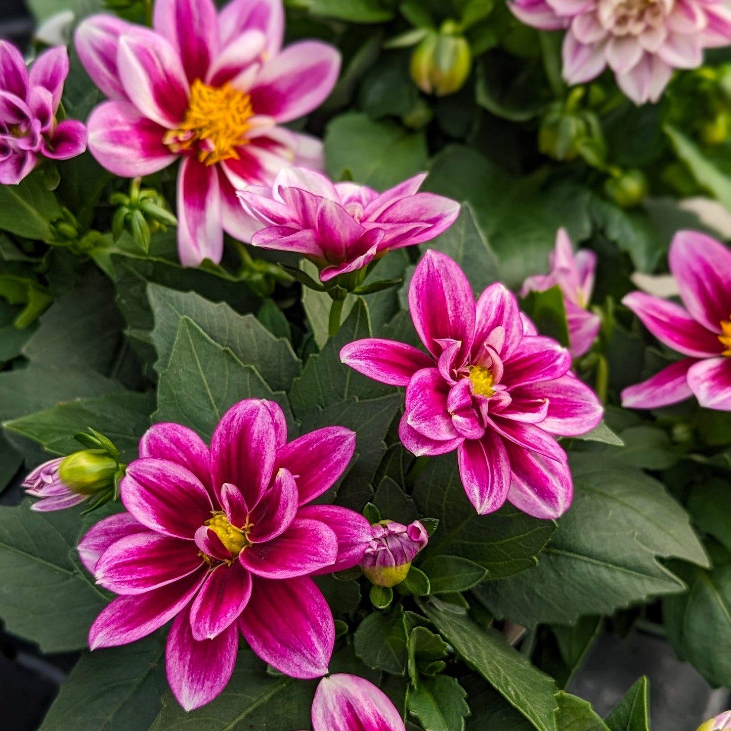 Dahlia 'Dahlinova'