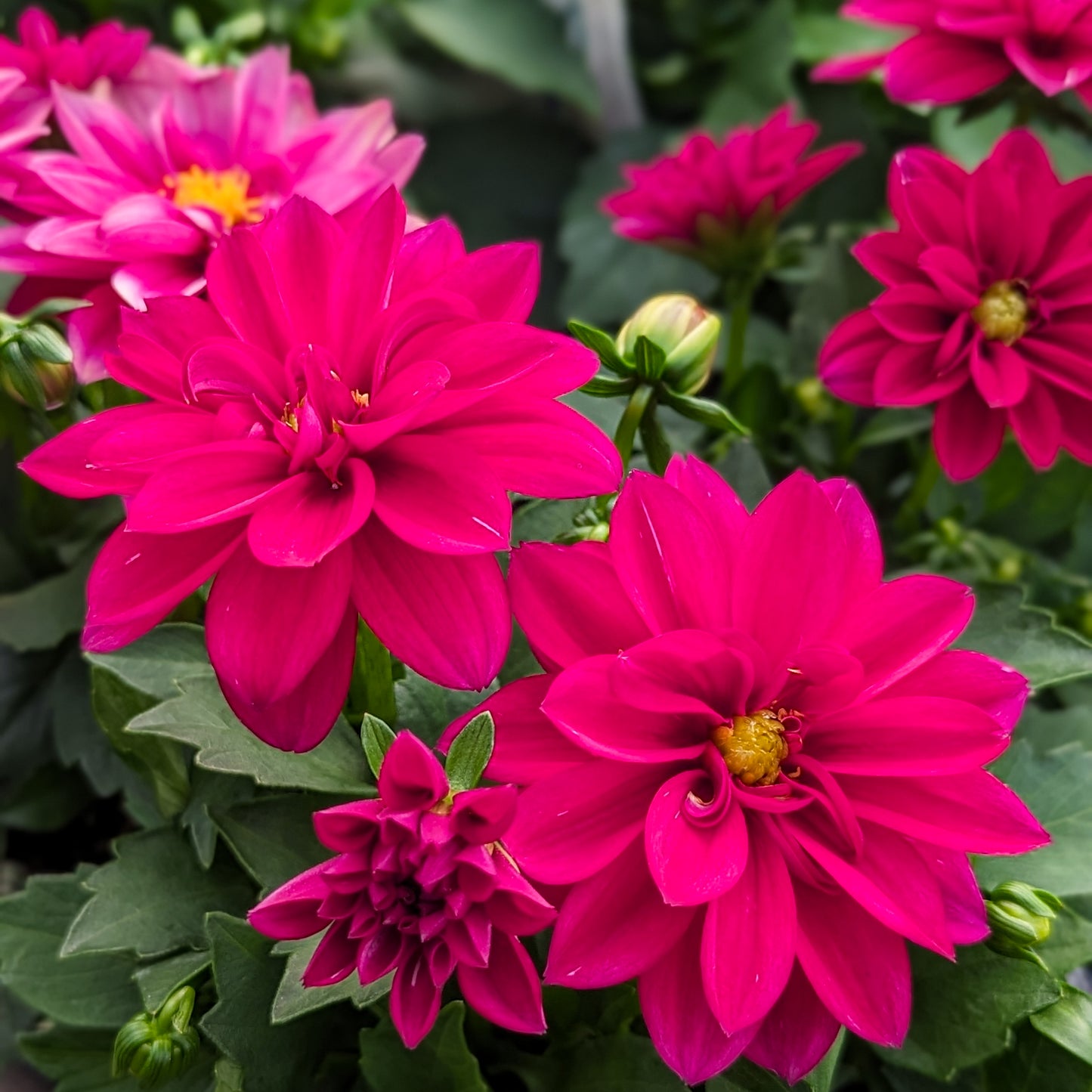 Dahlia 'Dahlinova'