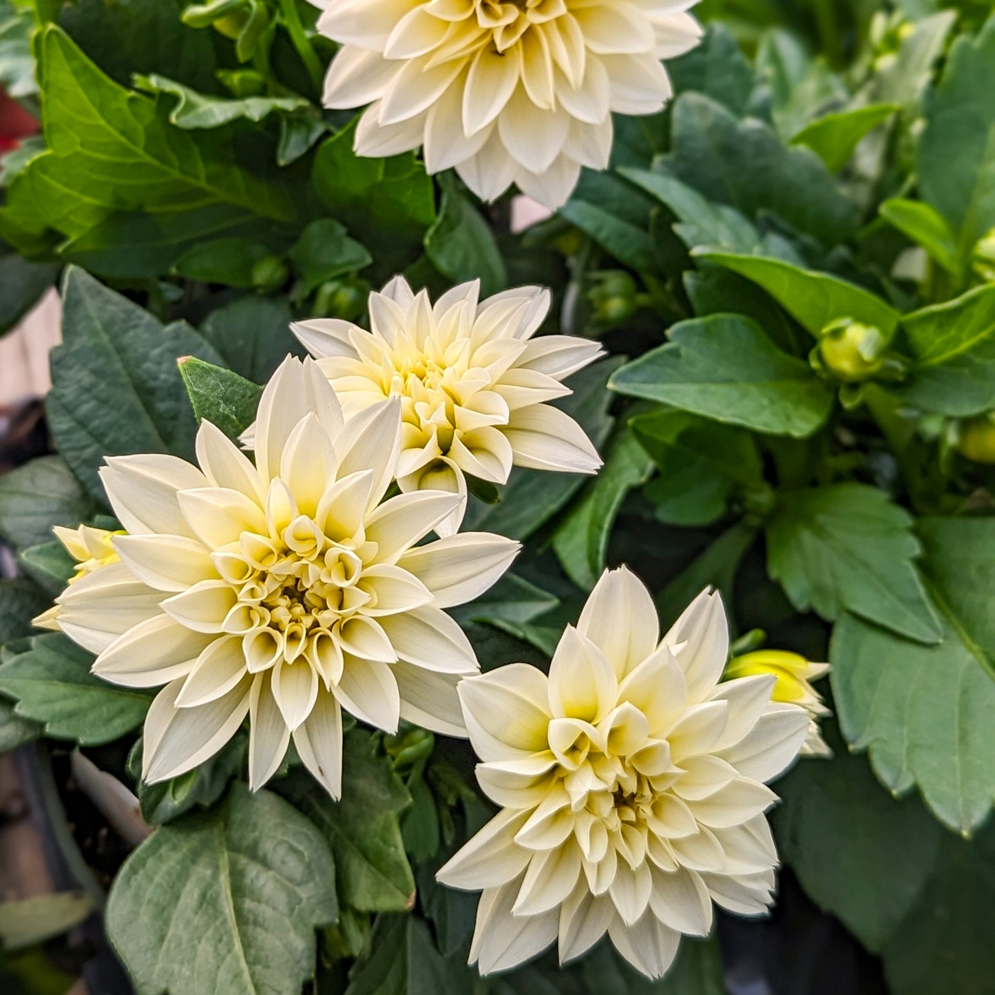 Dahlia 'Dahlinova'