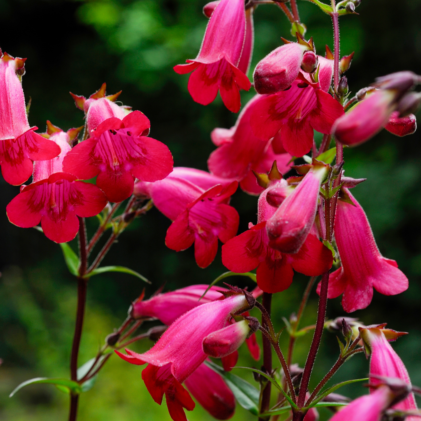 Beardtongue 'Mission Bells'
