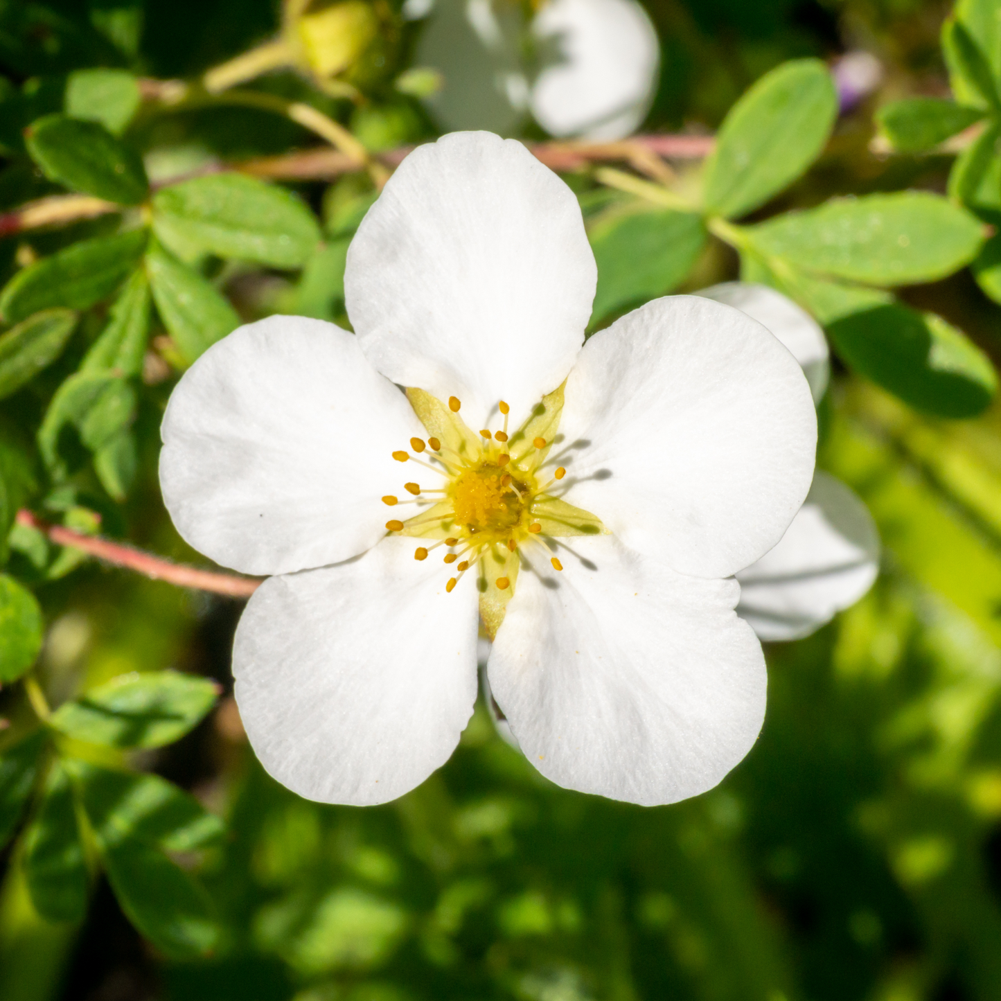 Potentilla 'Happy Face®'