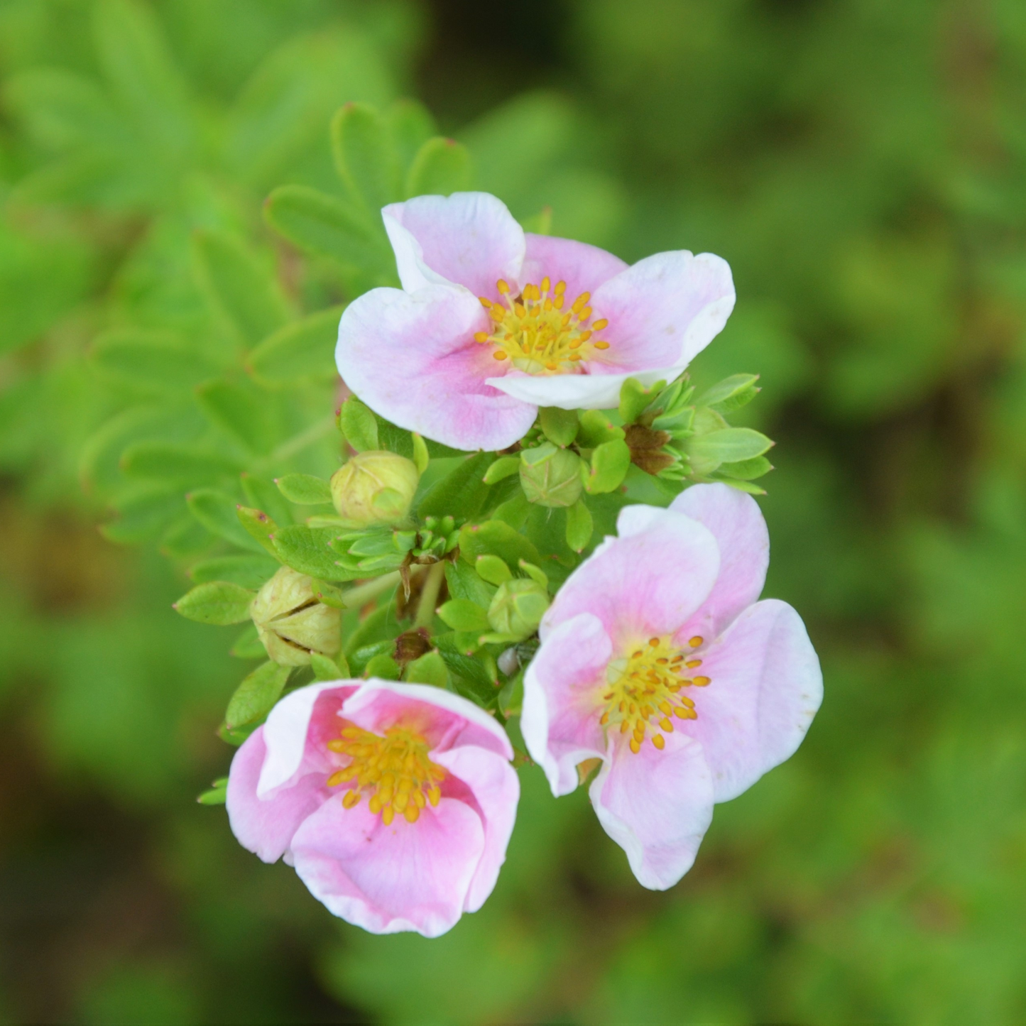 Potentilla 'Happy Face®'