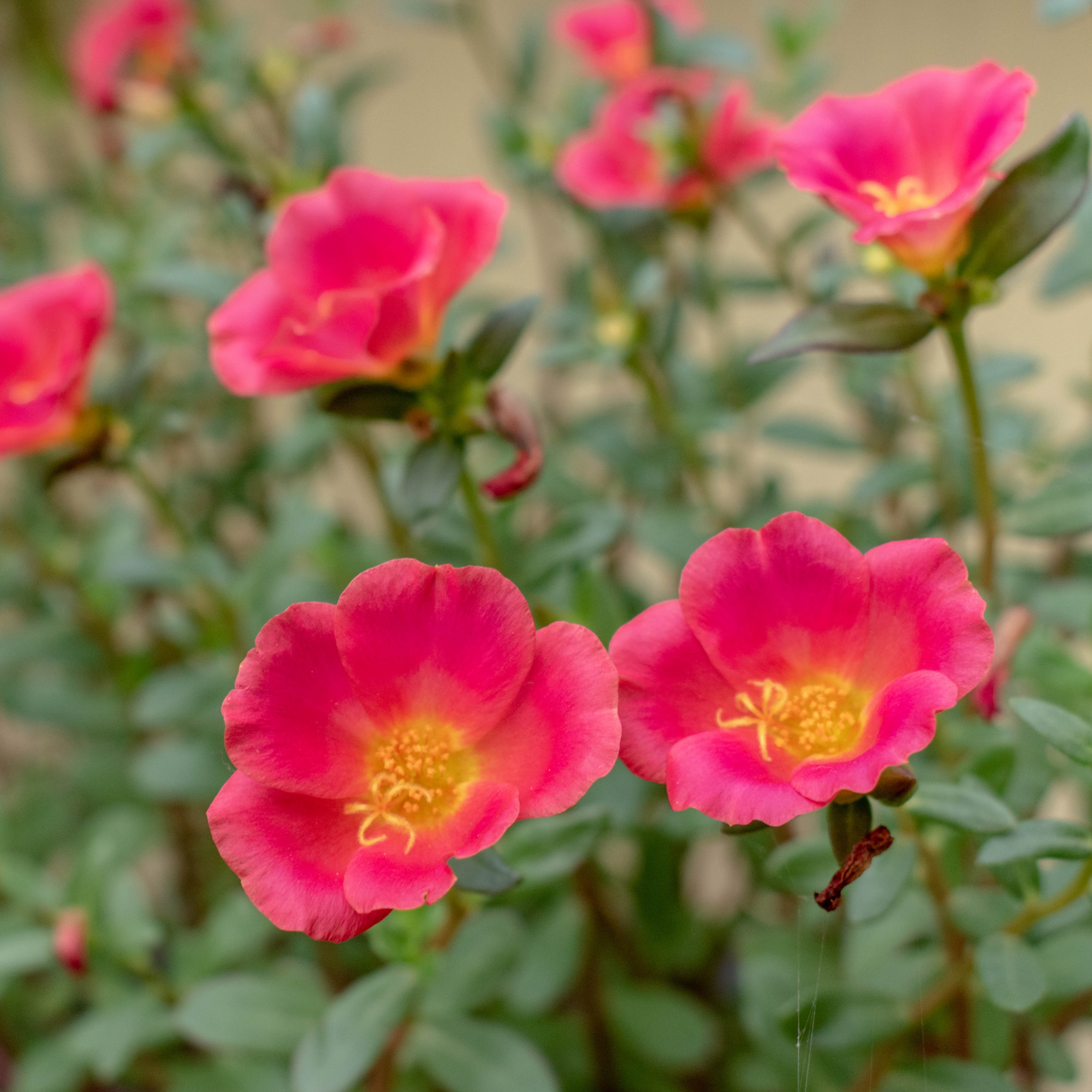Potentilla 'Happy Face®'