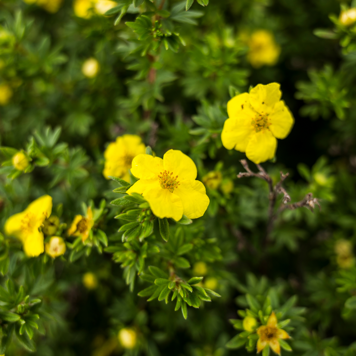 Potentilla 'Happy Face®'