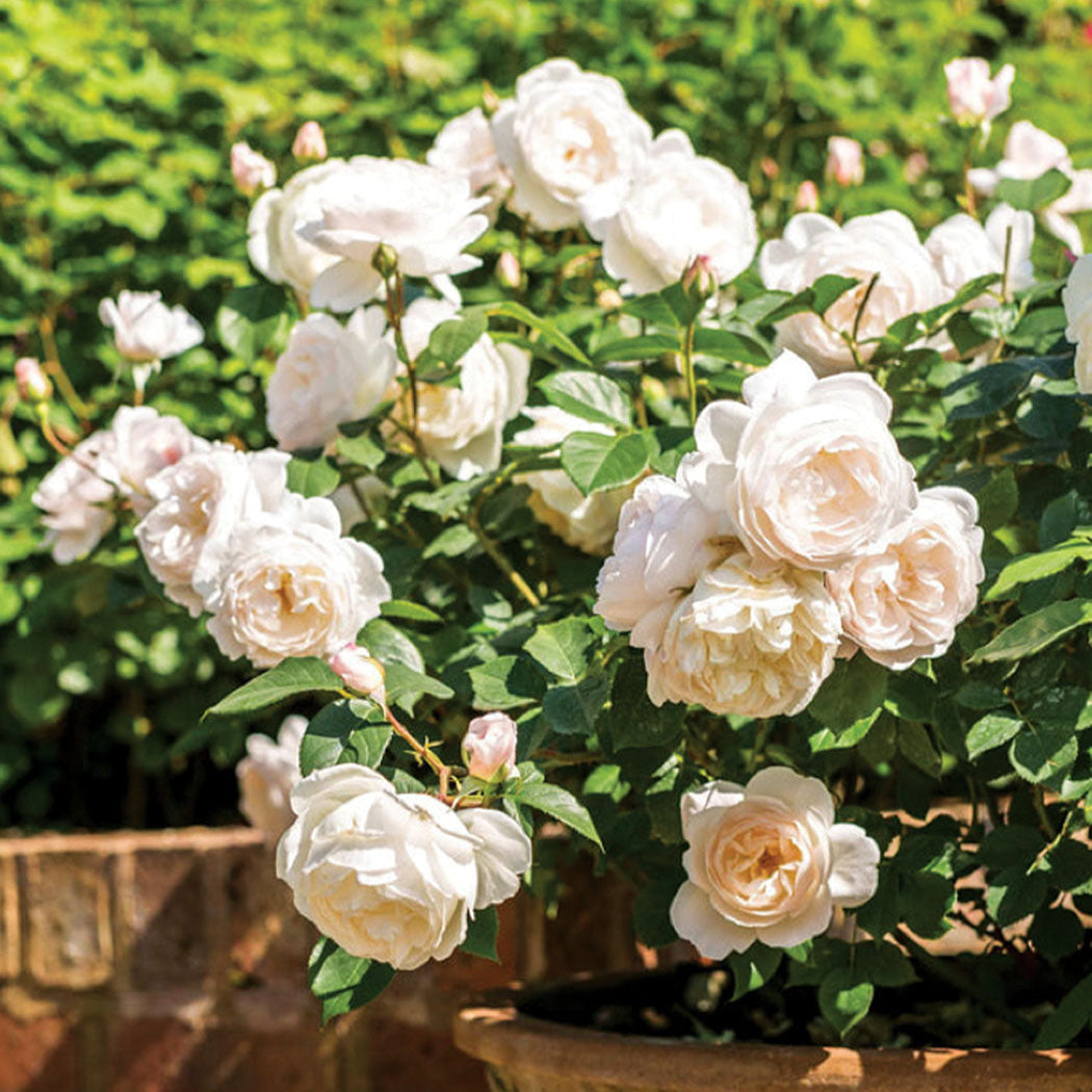 Rose 'Desdemona'