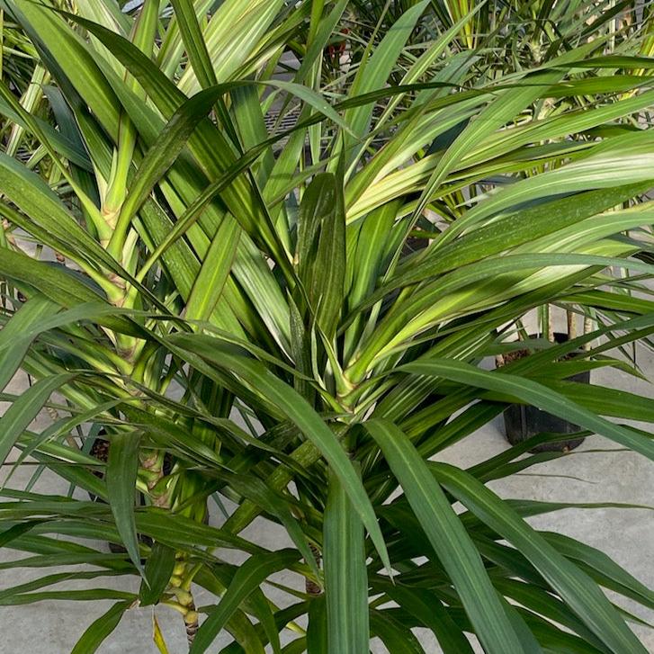 Dracaena 'Tarzan'