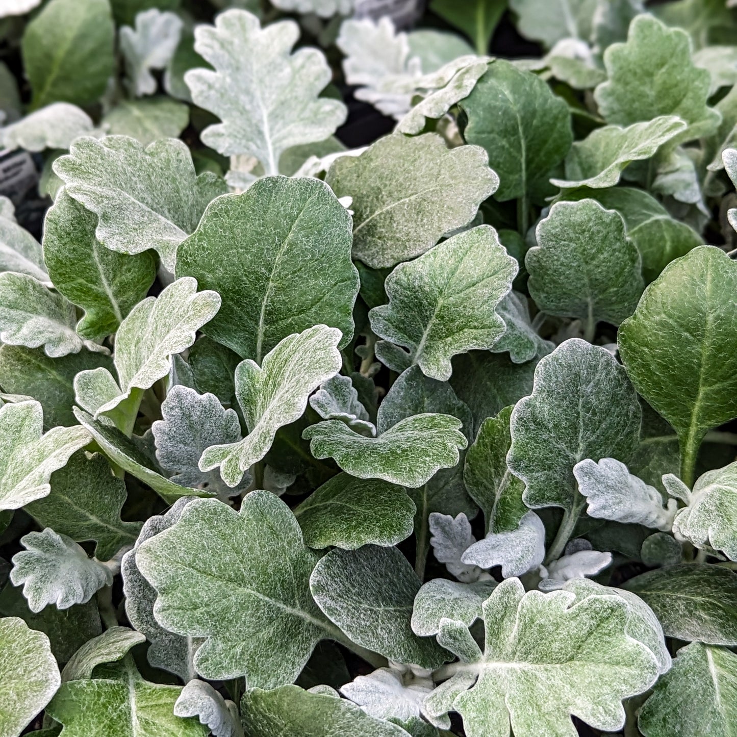 Dusty Miller