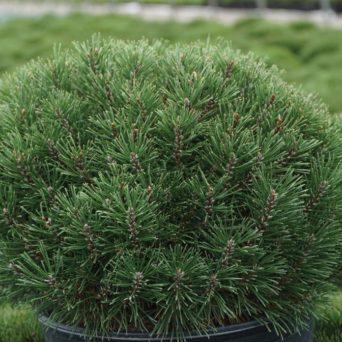 Pine 'Mugo' Dwarf